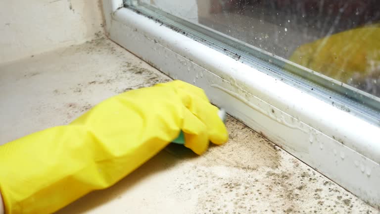 Biohazard Mold Removal in Nogales, AZ